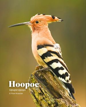Image post by @rspb on Instagram