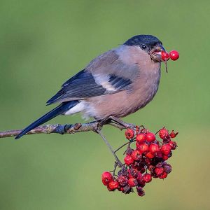 Image post by @rspb on Instagram