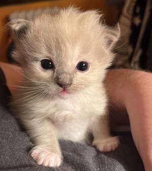 Image post by @brunrik.and.pyrene.ragdolls on Instagram