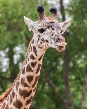 Image post by @thetorontozoo on Instagram