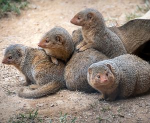 Image post by @sandiegozoo on Instagram