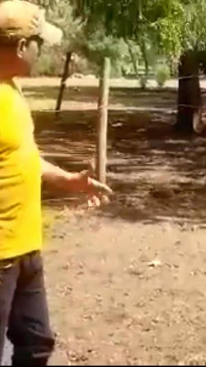 Video post by @joselonazarenopena on Facebook