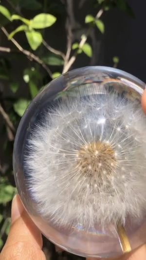 Video post by @leafyaffair on Instagram
