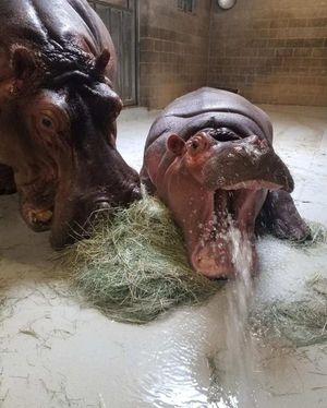 Image post by @sandiegozoo on Instagram