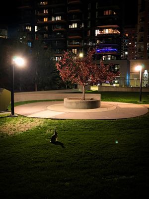 Image post by @cmcalgary on Instagram