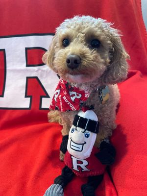 Image post by @rutgersu on Instagram