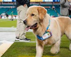Image post by @OrangeBowl on Twitter