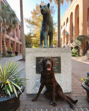 Image post by @collegeofcharleston on Instagram