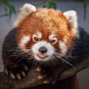 Image post by @sandiegozoo on Instagram