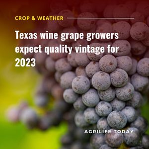 Image post by @txextension on Instagram
