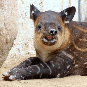 Image post by @sandiegozoo on Instagram