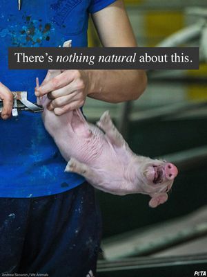 Image post by @peta on Instagram