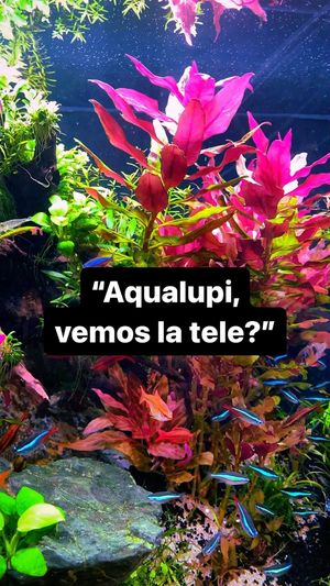 Video post by @aqualupi on Instagram