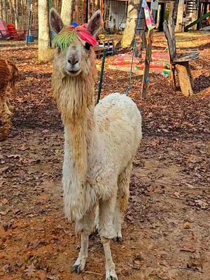 Image post by @upendoestatesfarm on Instagram