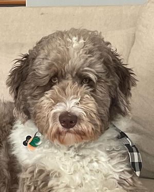 Image post by @floofy.coopy.doodle on Instagram