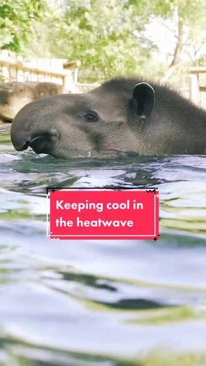 Video post by @cbbc on TikTok