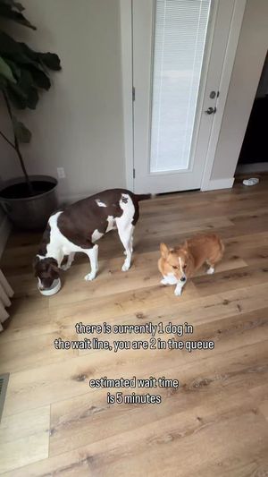 Image post by @ziggythecorg on Facebook