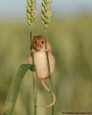 Image post by @rspb on Instagram