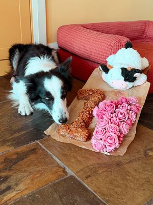 Image post by @susangarrettdogsthat on Instagram