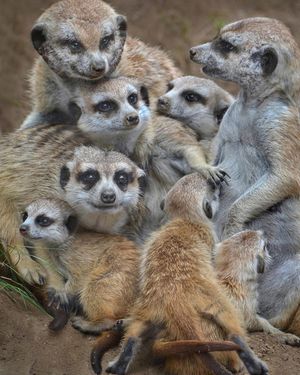 Image post by @sandiegozoo on Instagram