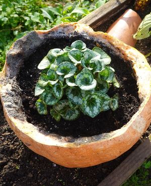 Image post by @ahs_gardening on Instagram