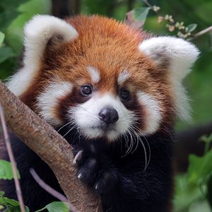 Image post by @sandiegozoo on Instagram