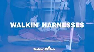 Video post by @walkinpets on YouTube