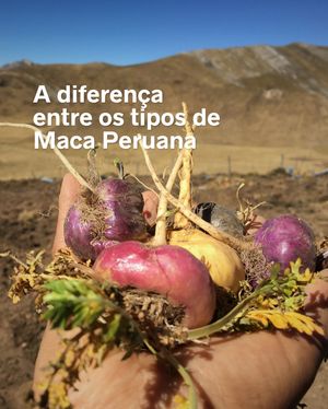 Image post by @mercadoandino on Instagram