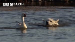 Video post by @bbcearth on YouTube