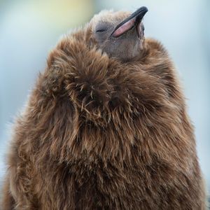 Image post by @animalplanet on Instagram