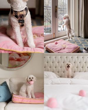 Image post by @langhamsydney on Instagram