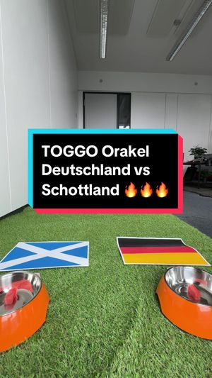Video post by @toggo on TikTok