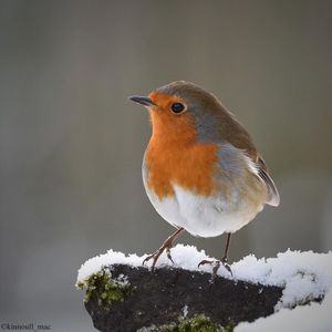 Image post by @rspb on Instagram