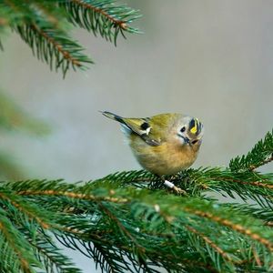 Image post by @rspb on Instagram
