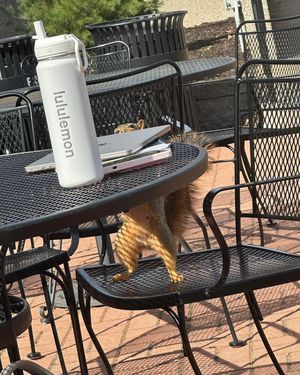 Image post by @squirrels.mizzou on Instagram