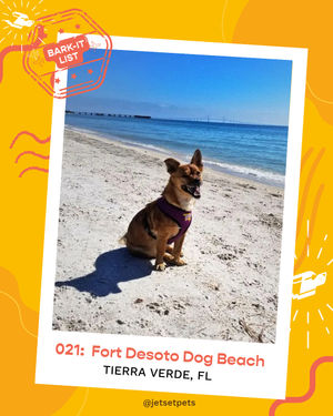 Image post by @jetsetpets on Instagram