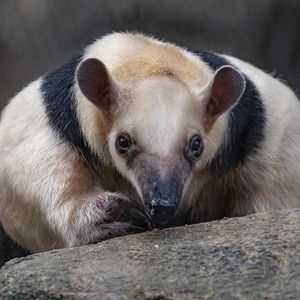 Image post by @sandiegozoo on Instagram