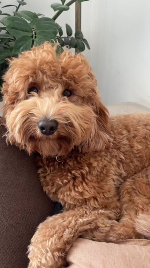 Video post by @tedflixnchill on TikTok