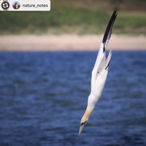Image post by @rspb on Instagram