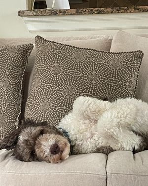 Image post by @floofy.coopy.doodle on Instagram