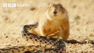 Video post by @bbcearth on YouTube