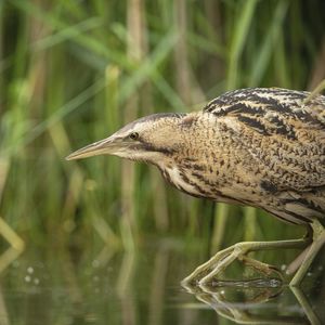 Image post by @rspb on Instagram