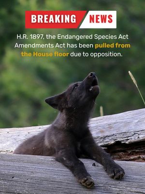 Image post by @centerforbiodiv on Instagram
