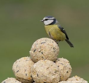 Image post by @rspb on Instagram
