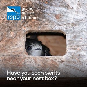 Image post by @rspb on Instagram