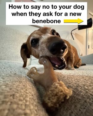 Image post by @mybenebone on Instagram