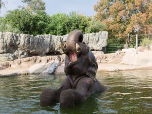 Image post by @denverzoo on Instagram