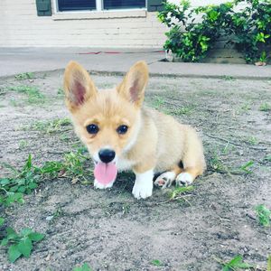 Image post by @aircorg on Instagram
