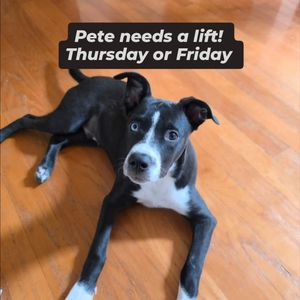 Image post by @northmeckanimalrescue on Instagram