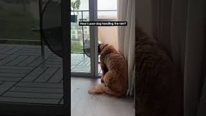 Video post by @tedflixnchill on YouTube